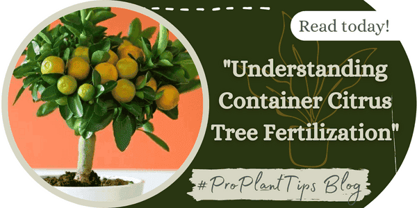Understanding Container Citrus Tree Fertilization