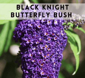 Black Knight Butterfly Bush