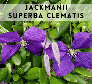 Jackmanii Superba Clematis