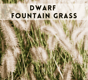 Dwarf Fountain Grass