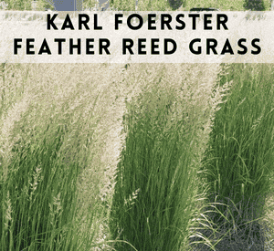 Karl Foerster Feather Reed Grass