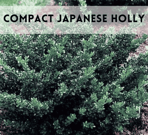 Compact Japanese Holly