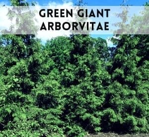 Green Giant Arborvitae