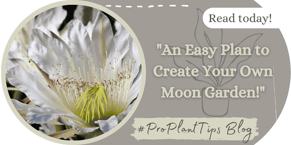 An Easy Plan to Grow Your Own Moon Garden