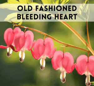 Old Fashioned Bleeding Heart