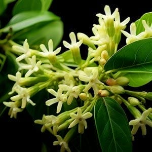 Night-Blooming Jasmine