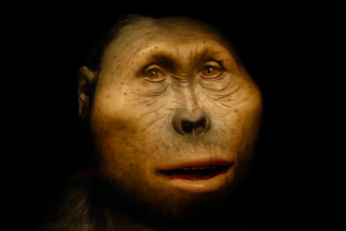 How did Paranthropus, the last of the ape-people, survive for so long?. Image leads to article.