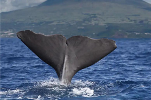 Azores whale watching. Image links to tour