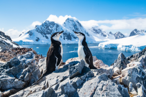 Antarctica. Image links to tour