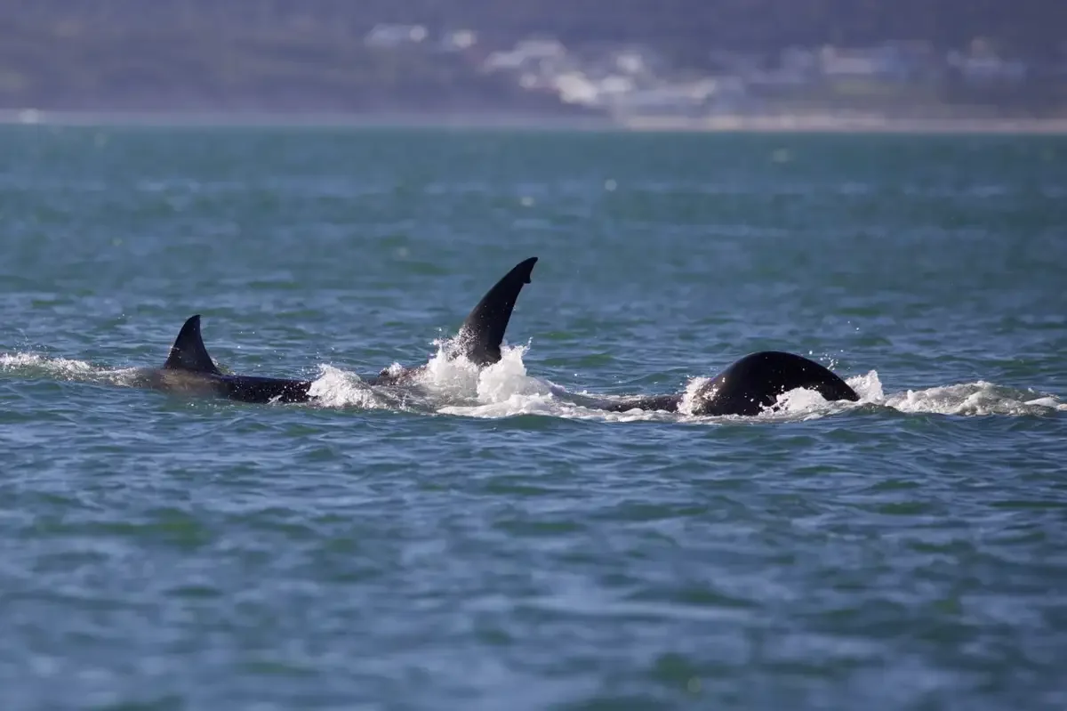 Orca seen hunting great white shark in first recorded solo kill. Image leads to article.