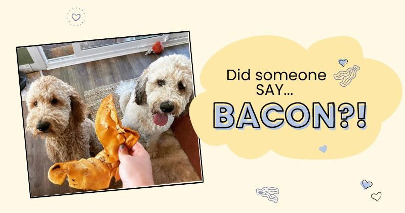 Photo of dog chomping down on a pig ear with text: Did someone say bacon!? May cause tail wagging.