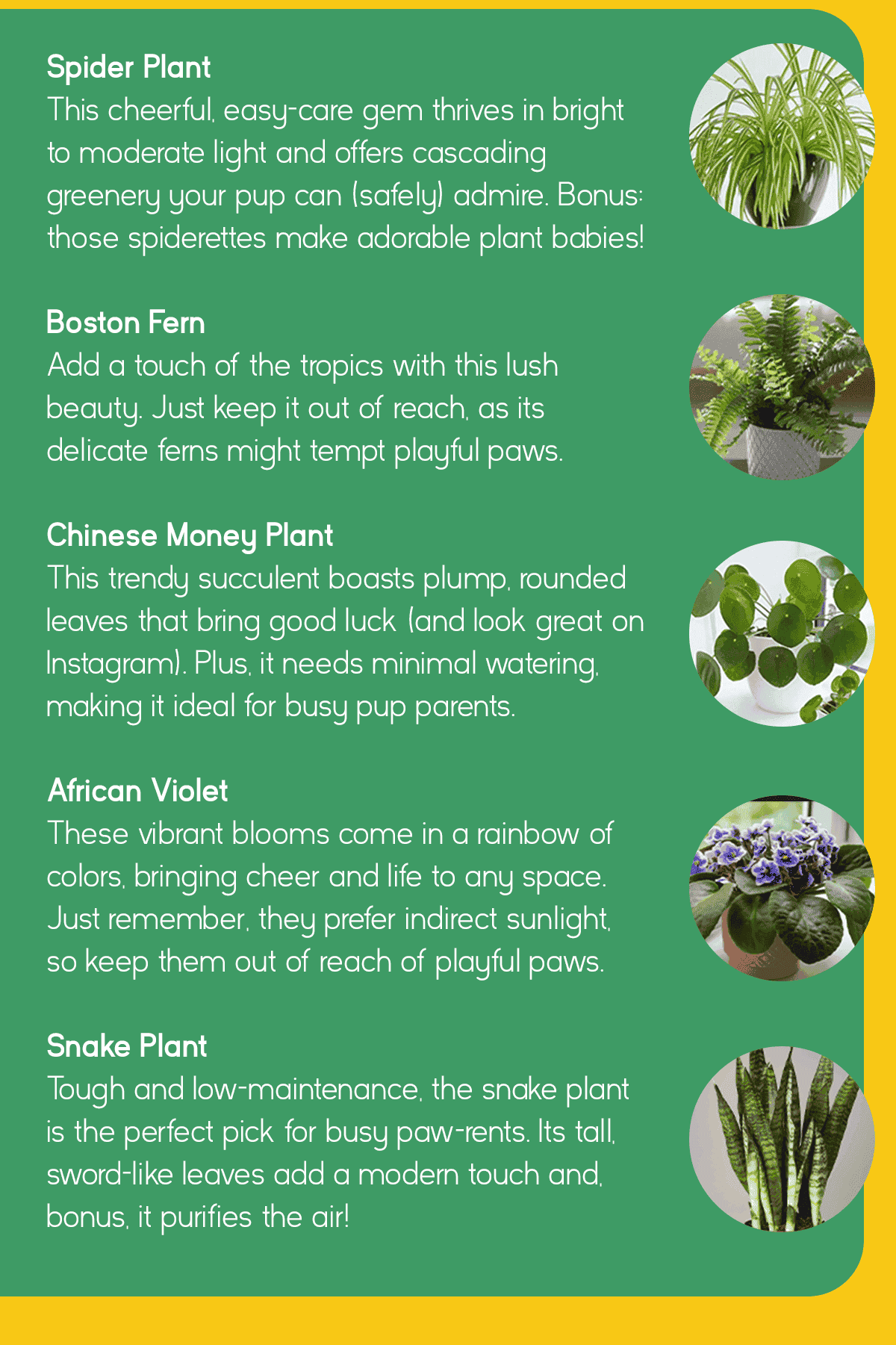 5 dog-friendly plants