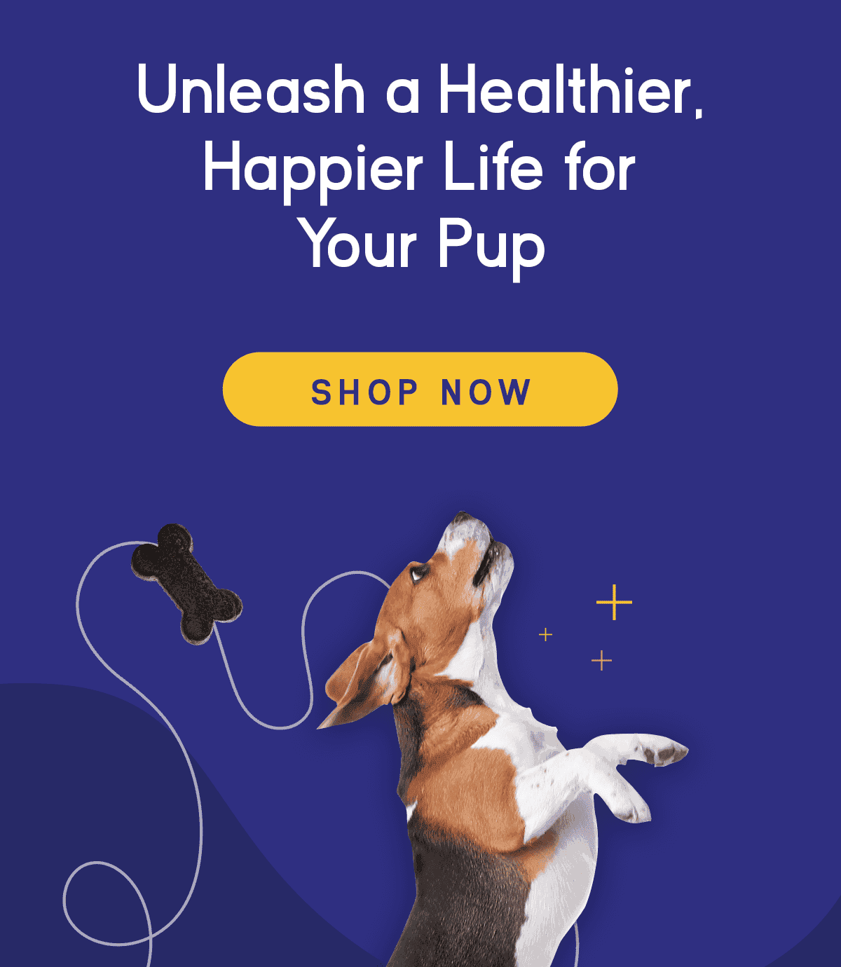 Unleash a healthier, happier life for your pup