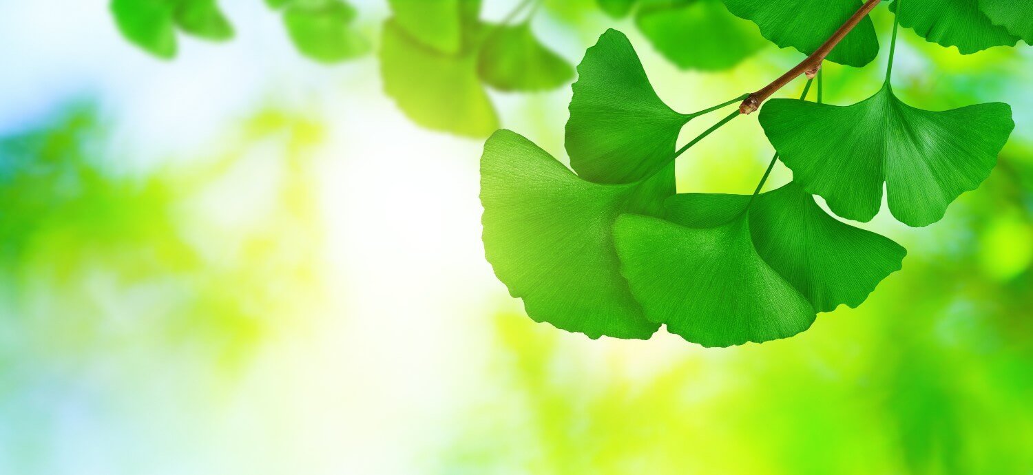 5 Health Benefits of Ginkgo Biloba