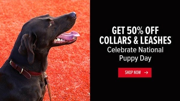 Get 50% Off Collars & Leashes for National Puppy Day