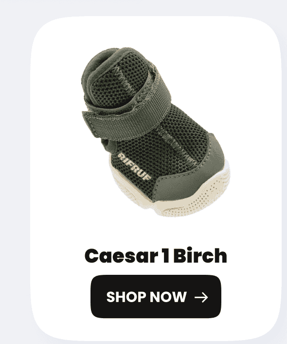 Caesar 1 Birch