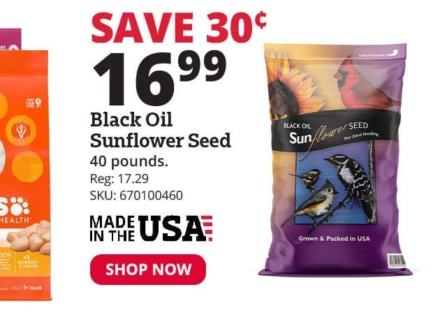 Black Oil Sunflower Seed