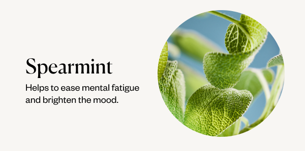 Spearmint. Helps to ease mental fatigue and brighten the mood.