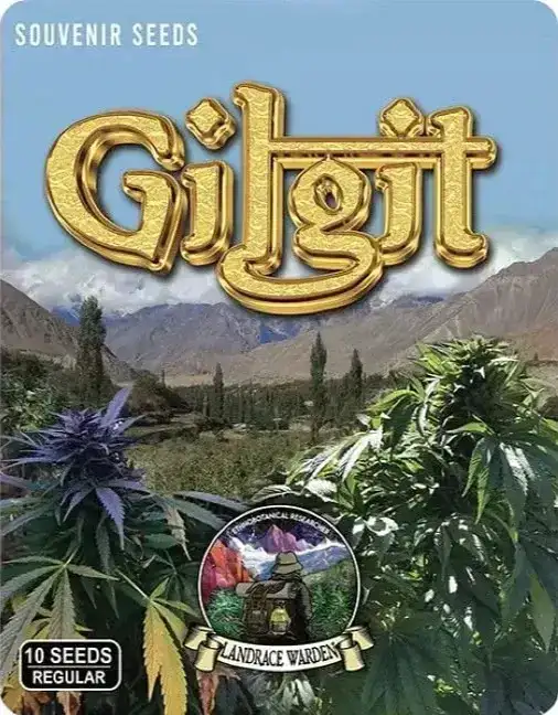 Gilgit Purple Reg