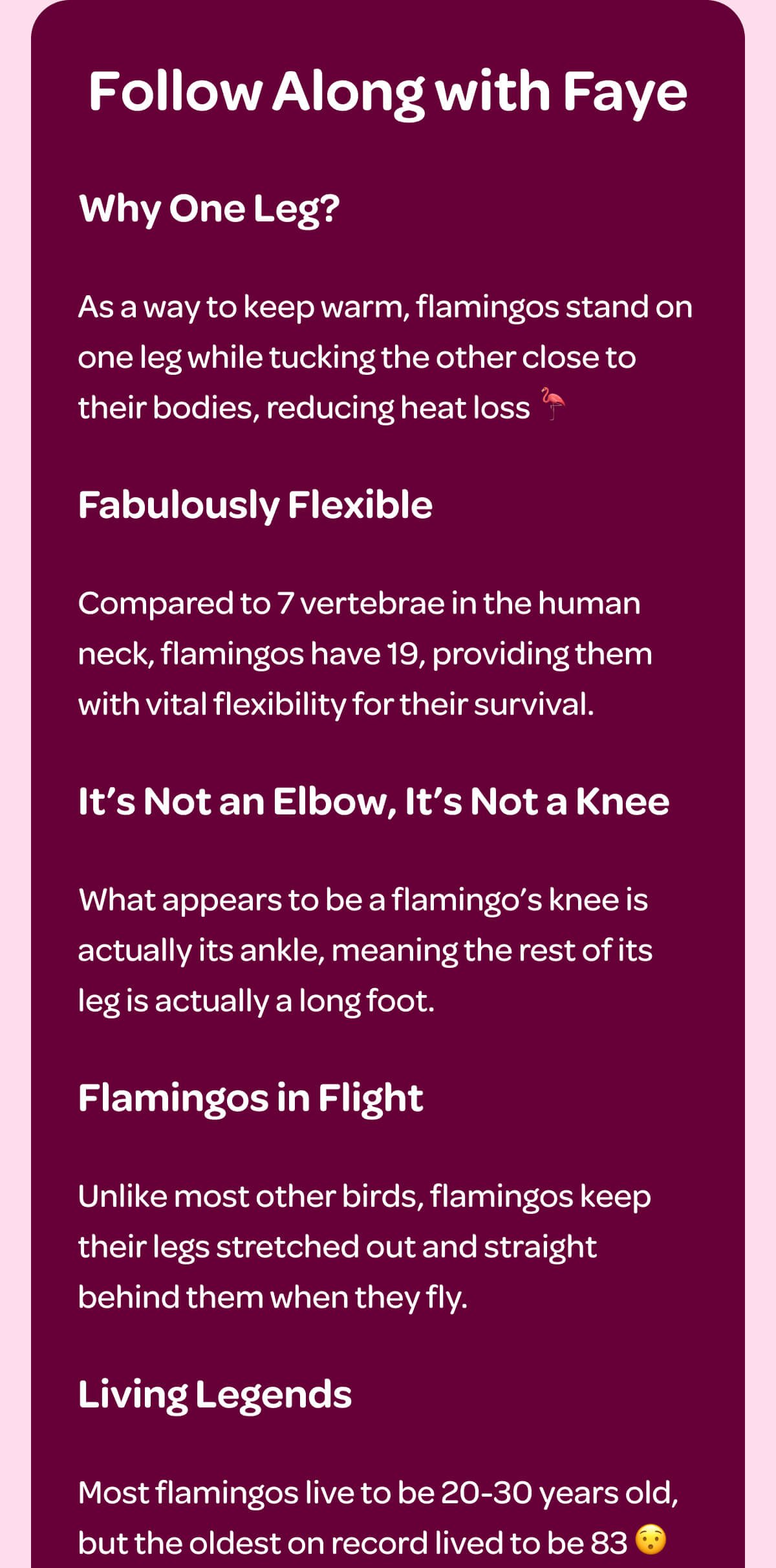 Follow Along with Faye. Why One Leg? As a way to keep warm, flamingos stand on one leg while tucking the other close to their bodies, reducing heat loss \U0001f9a9 Fabulously Flexible. Compared to 7 vertebrae in the human neck, flamingos have 19, providing them with vital flexibility for their survival. It’s Not an Elbow, It’s Not a Knee. What appears to be a flamingo’s knee is actually its ankle, meaning the rest of its leg is actually a long foot. Flamingos in Flight. Unlike most other birds, flamingos keep their legs stretched out and straight behind them when they fly. Living Legends. Most flamingos live to be 20-30 years old, but the oldest on record lived to be 83 😯