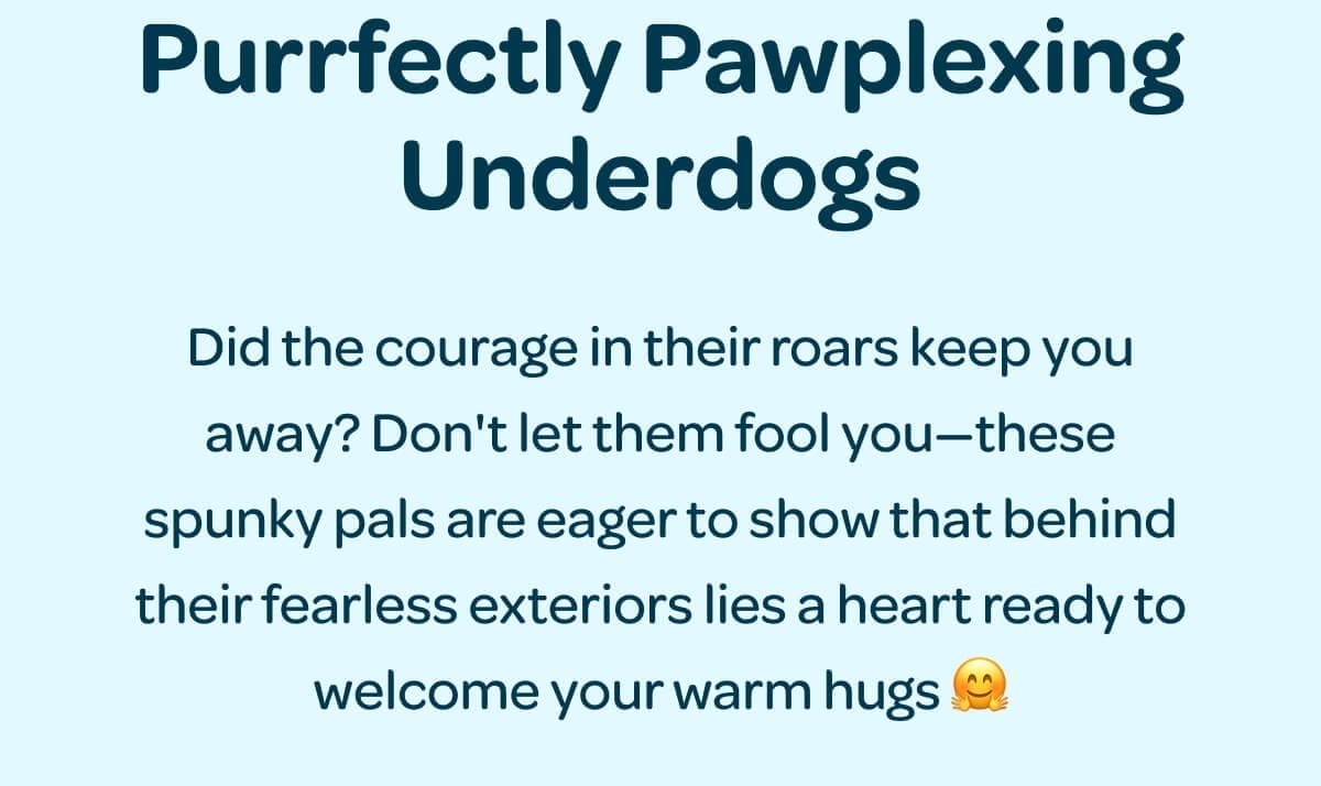 Purrfectly Pawplexing Underdogs. Did the courage in their roars keep you away? Don't let them fool you—these spunky pals are eager to show that behind their fearless exteriors lies a heart ready to welcome your warm hugs 🤗