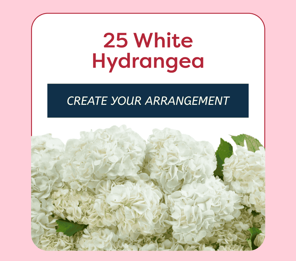 25 White Hydrangea [ Create Their Arrangement ]