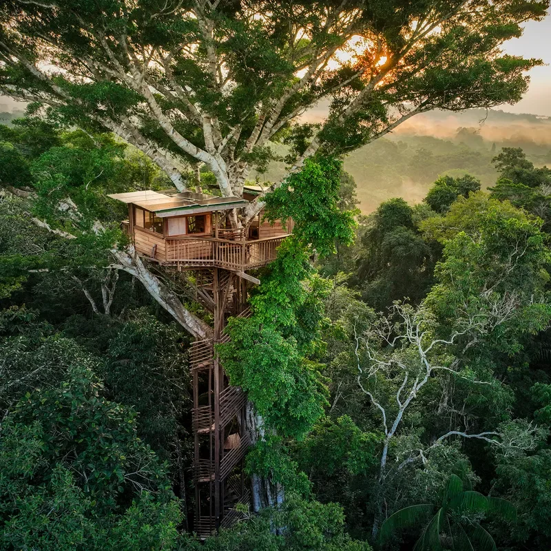 The tree house in a canopy of trees.