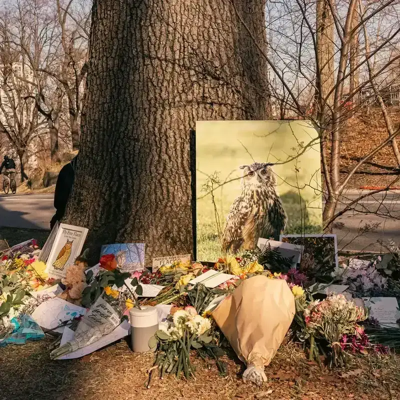 A memorial for Flaco the owl in Central Park, New York.