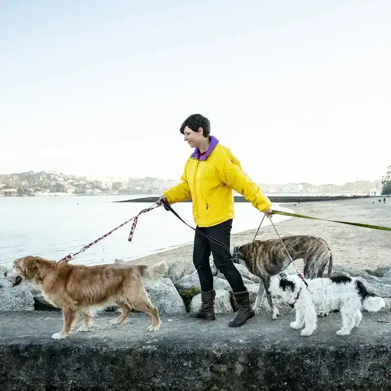 A photo of someone walking on a stone ledge with four dogs on leashes.