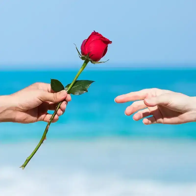 Close up image of a man giving another person a rose.