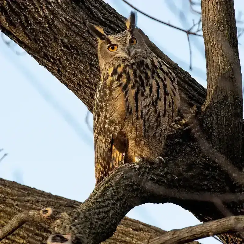 Flaco, a Eurasian eagle owl that escaped from the Central Park Zoo.