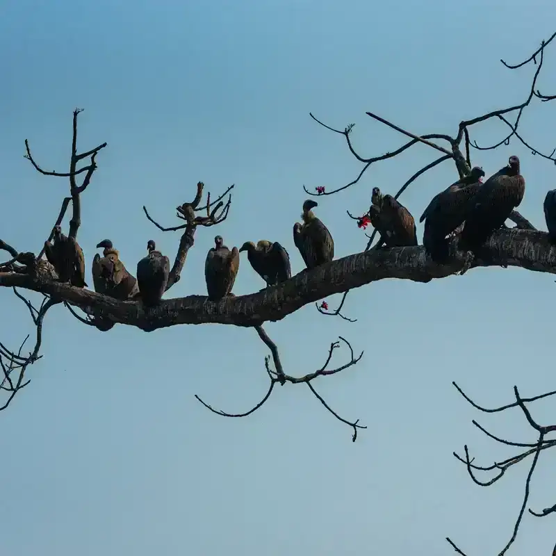 A large group of vultures perched on a tree branch.