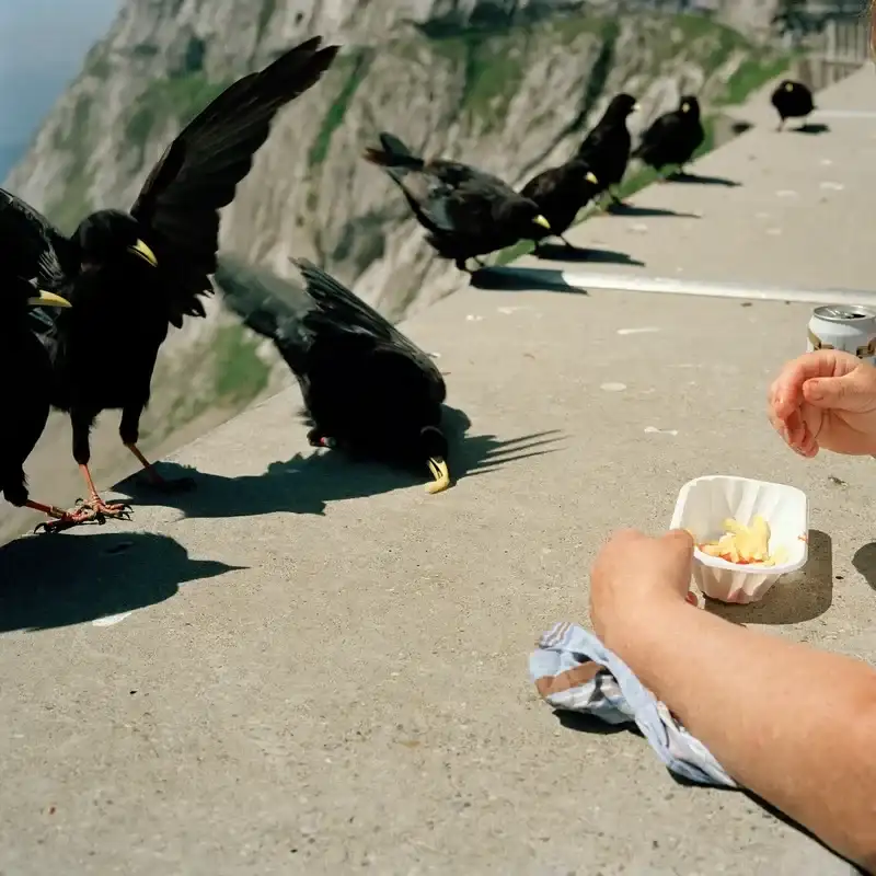 A group of crows eating french fries from a person. 