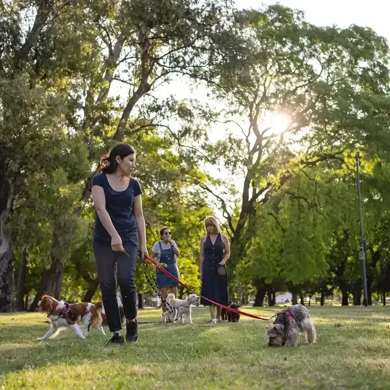 People with dogs on leashes in a park.