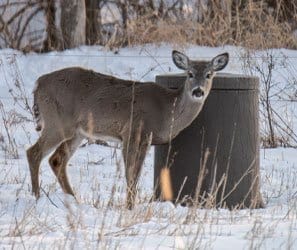 Game Feeders