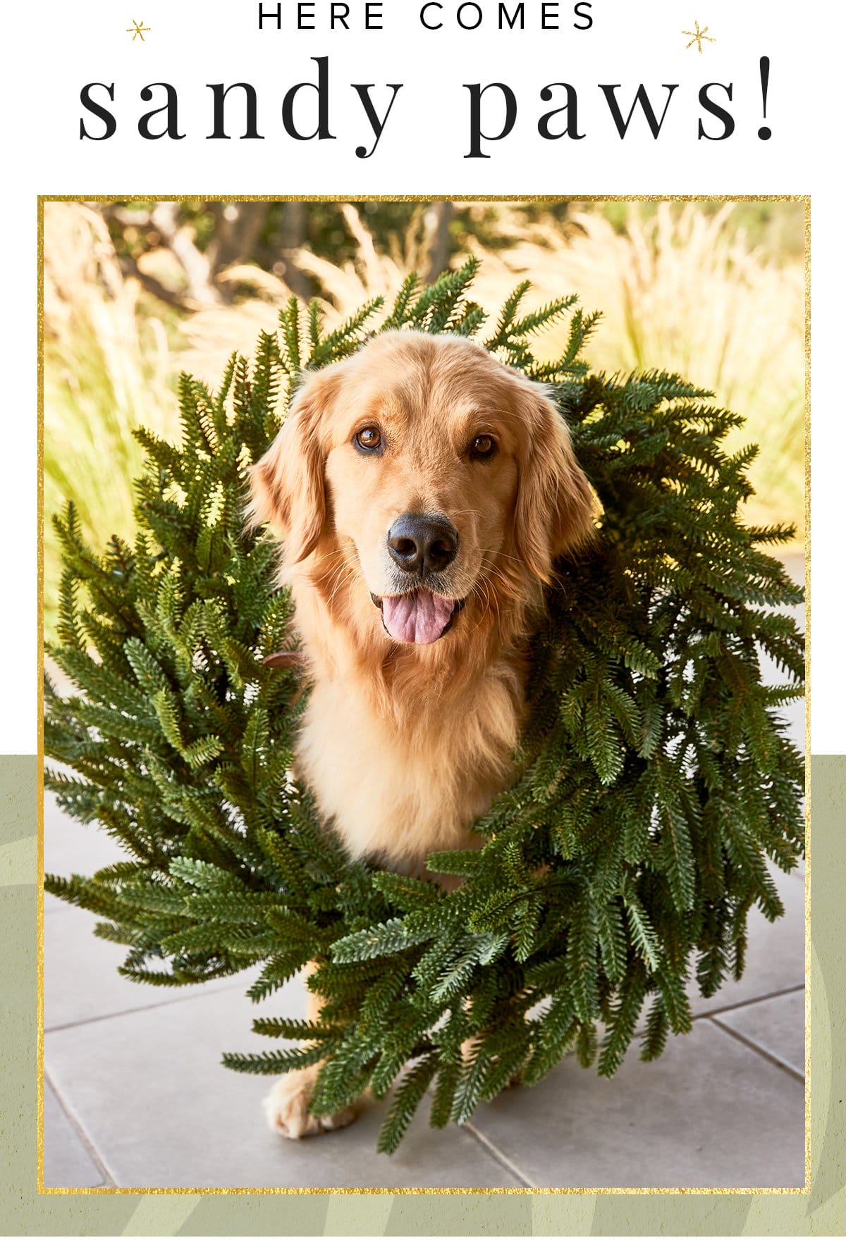 Here comes sandy paws! Wherever the season finds you, we hope your day is wreathed in joy. Happy Holidays! Tommy Bahama