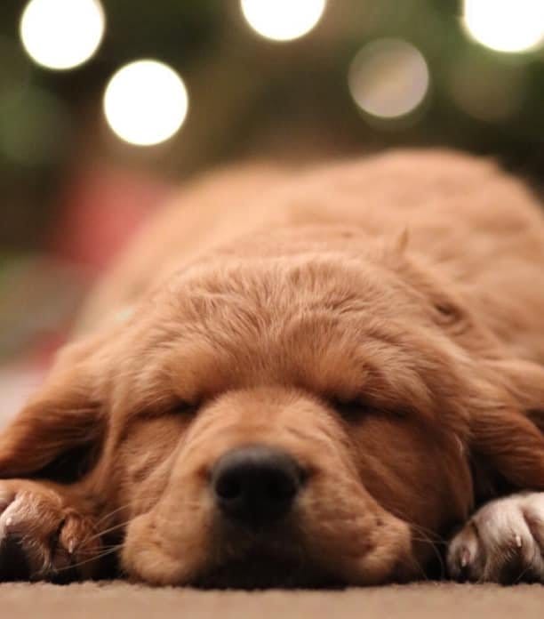 Golden Retriever puppy sleeping