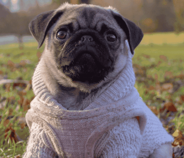 pug in leaves