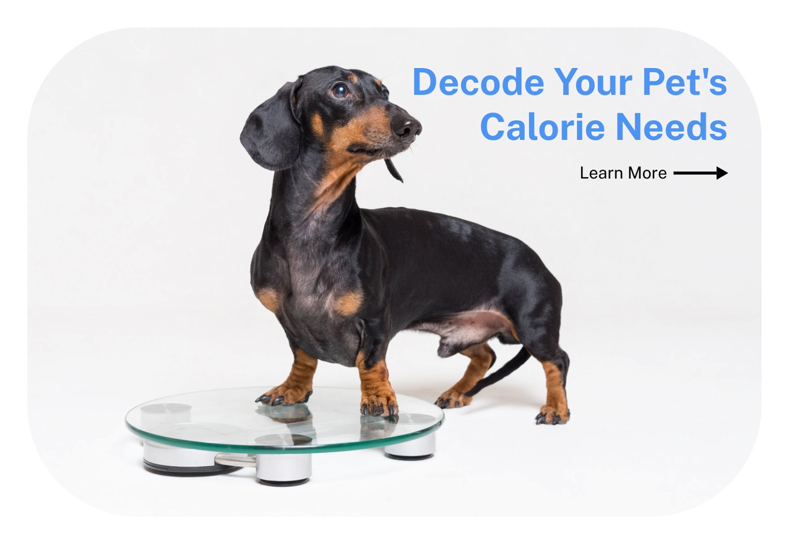 decode your pet's calorie needs