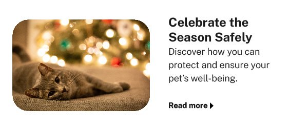 A Merry & Safe Christmas: Navigating the Festivities with Your Pets
