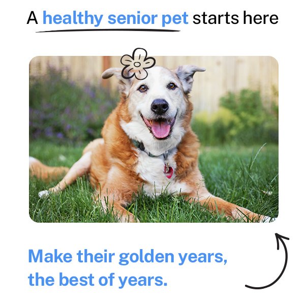 A healthy senior pet starts here