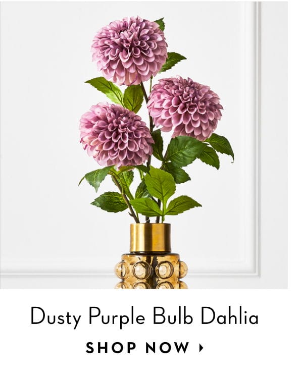 Dusty Purple Bulb Dahlia