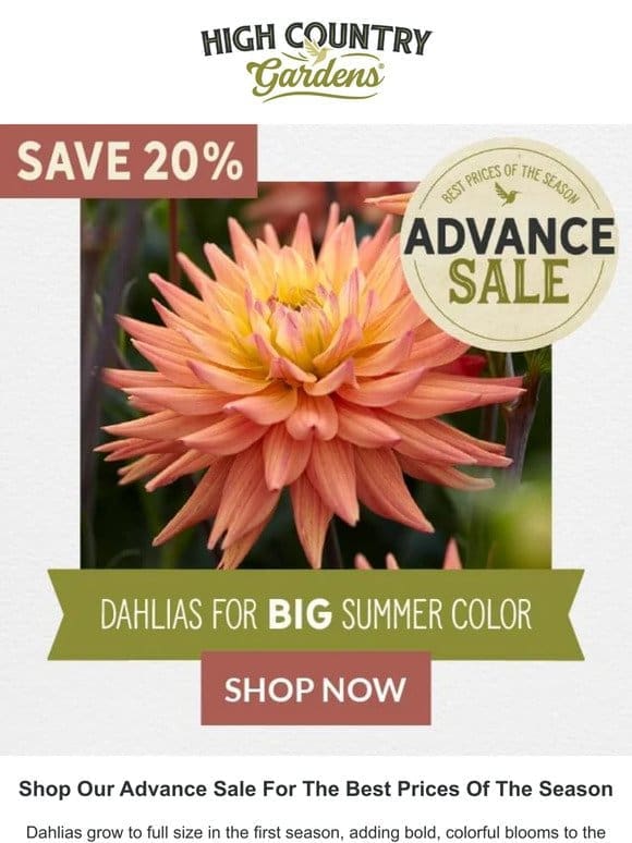 20% Off Dahlias For Big Summer Color