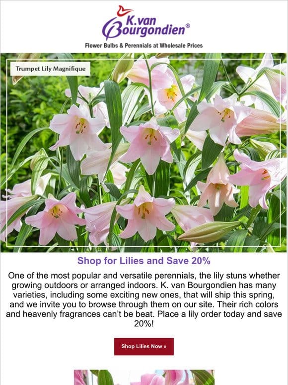 20% off lilies—new varieties & old favorites!