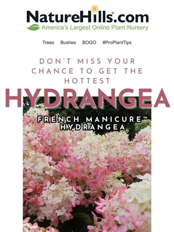 Don’t miss your chance to get the hottest hydrangea on the block!