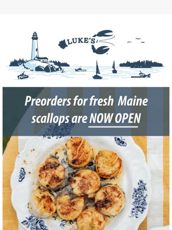 FRESH Maine scallops are BACK