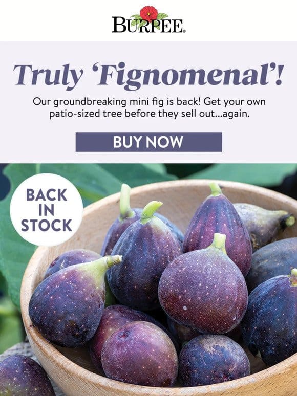 Our Fignomenal fig is back—be quick!