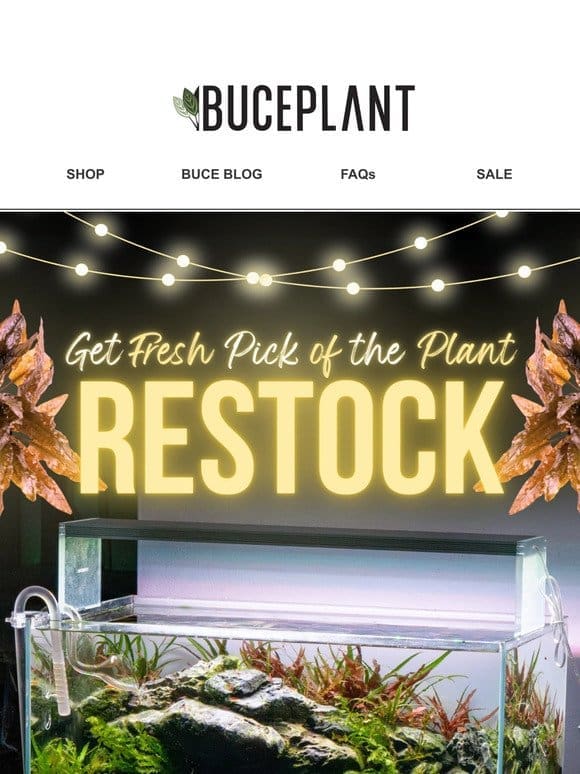 Start 2024 with FRESH PLANTS   Restocked!