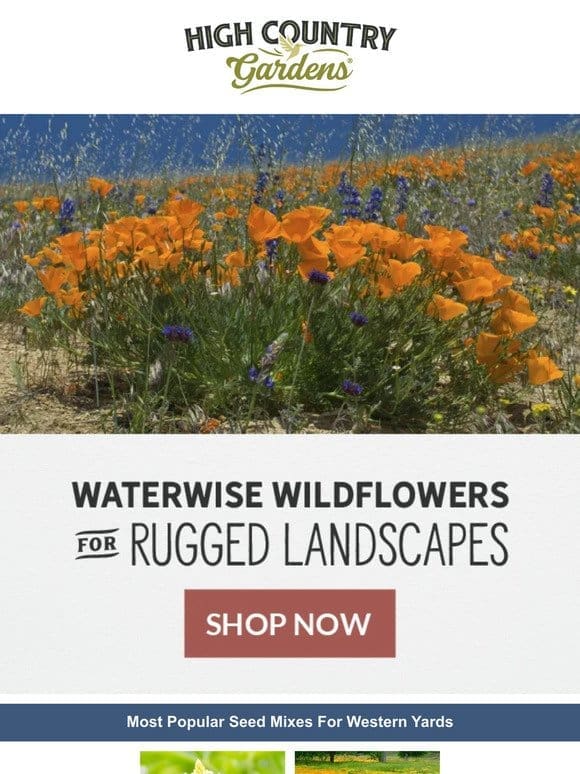 Waterwise Wildflowers For Rugged Landscapes