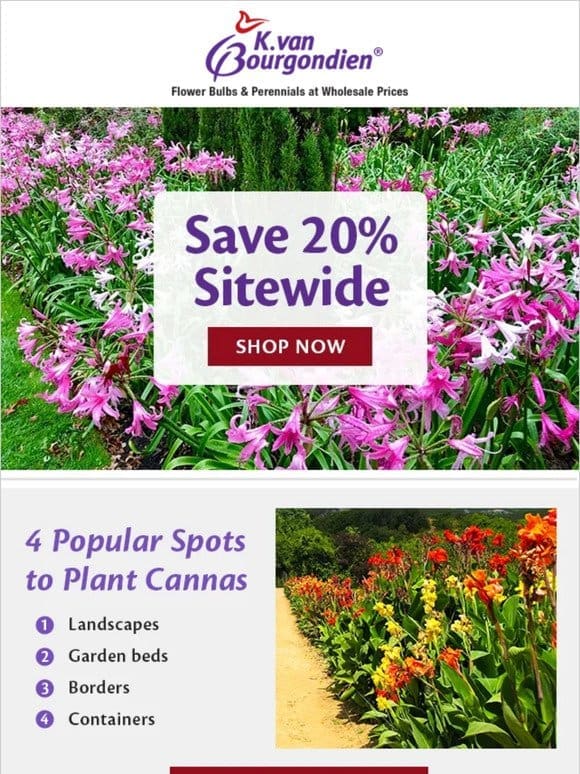 20% off expiring | Cannas can do | Pretty pots